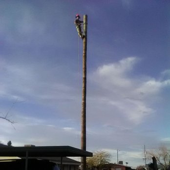 Trim Your Trees - Tall Palm Tree Trimming - Tree Services Near Me - Casa Grande, Arizona Trim Your Trees - Tall Palm Tree Trimming - Tree Services Near Me - Casa Grande, Arizona