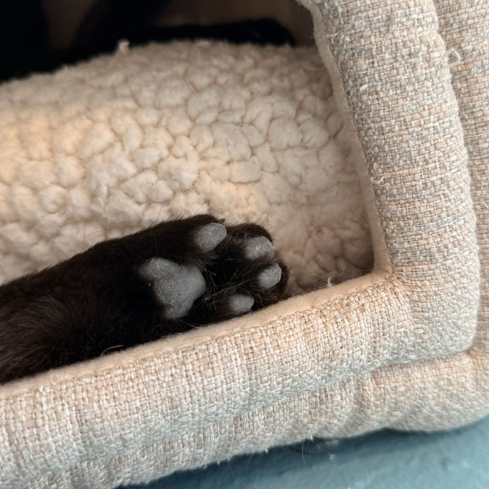 CatCafe Lounge - Community Service/Non-Profit Near Me - Marina del Rey, California CatCafe Lounge - Community Service/Non-Profit Near Me - Marina del Rey, California