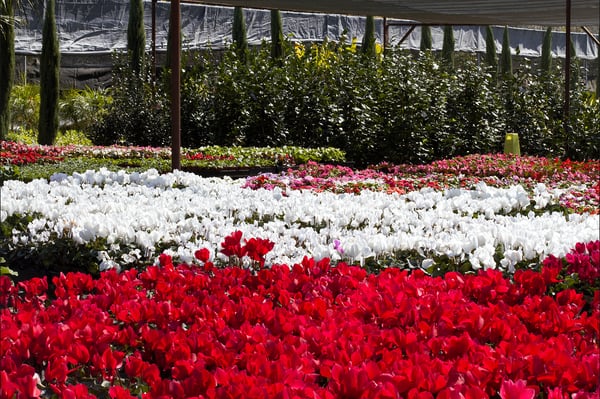 C & S Nursery by null