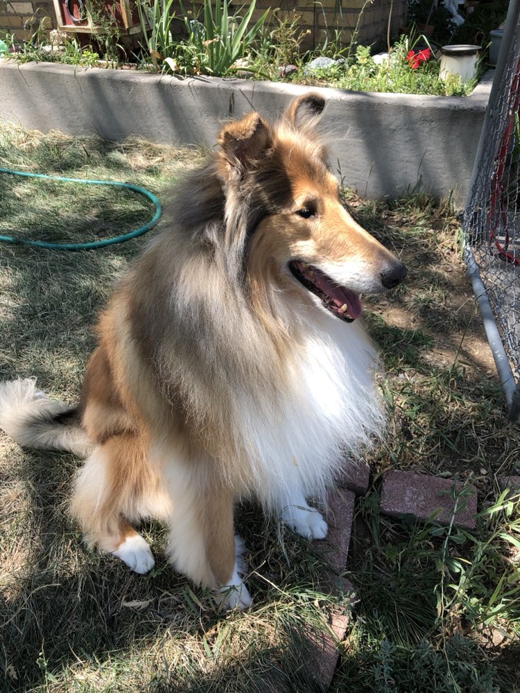 JASON ASHERS DOG GROOMING 3689 Kings Row, Reno, Nevada Pet Groomers Phone Number Yelp