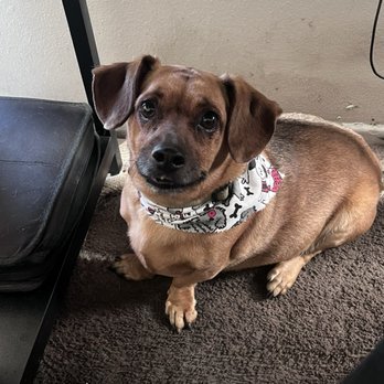 The Humane Society - when he was normal happy - Veterinarians Near Me - San Bernardino, California The Humane Society - when he was normal happy - Veterinarians Near Me - San Bernardino, California