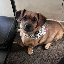The Humane Society - When he was normal  happy