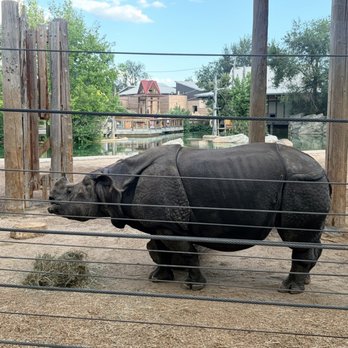 Denver Zoo - Rino eating her dinner right in front of the viewing fence - Zoos Near Me - Denver, Colorado