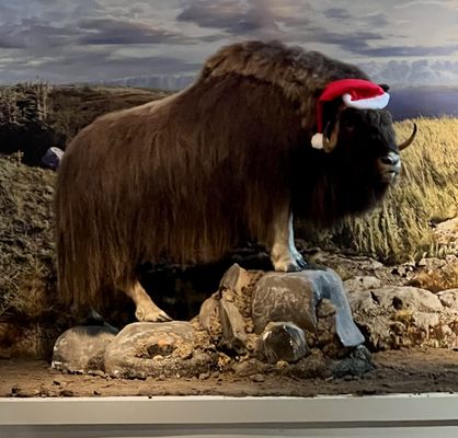 Burpee Museum of Natural History by null