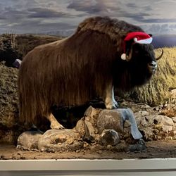 Burpee Museum of Natural History - Christmas Musk Ox