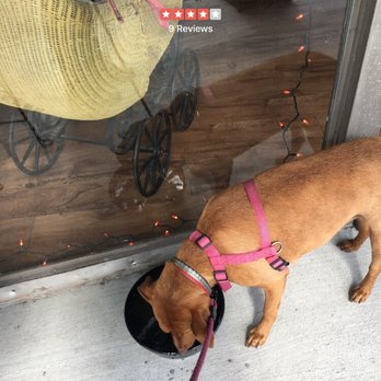 Daisy's Doghouse - Rosie likes it here. She gets spoiled with treats and fresh water. - Pet Stores Near Me - Buffalo, New York Daisy's Doghouse - Rosie likes it here. She gets spoiled with treats and fresh water. - Pet Stores Near Me - Buffalo, New York