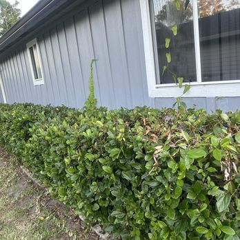Cuts by Quist - Great job trimming the bushes. I guess vines growing from the bushes should be considered an additional job? - Lawn Services Near Me Cuts by Quist - Great job trimming the bushes. I guess vines growing from the bushes should be considered an additional job? - Lawn Services Near Me