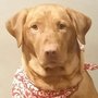 Photo of Mother Pupper Labradors