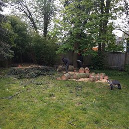 Grand Fir Removal Grand Fir Removal