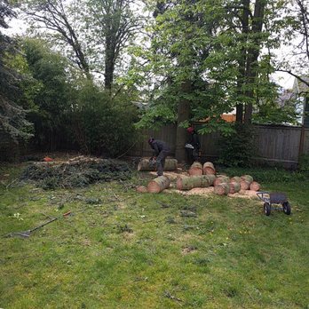 Emerald Tree Service - Grand Fir Removal - Tree Services Near Me - Seattle, Washington Emerald Tree Service - Grand Fir Removal - Tree Services Near Me - Seattle, Washington