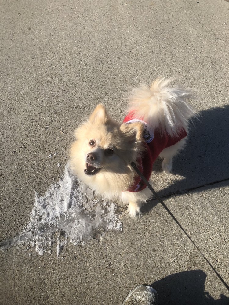 SALT VALLEY PET SITTING Salt Lake City, UT Yelp