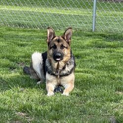 Lorain Animal Clinic - Zsa Zsa