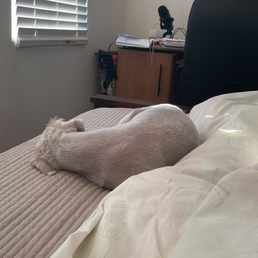 Was this really necessary? To shave him down that he needs to sleep in the bed for warmth in the middle of January? Was this really necessary? To shave him down that he needs to sleep in the bed for warmth in the middle of January?