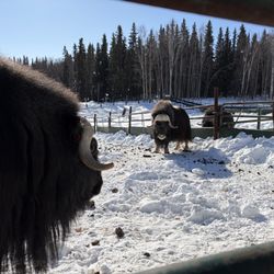 Large Animal Research Station-Uaf - Large Animal Research Station UAF