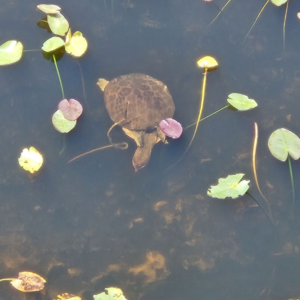 Shark Valley Tram Tours - Florida soft shell turtle - Tours Near Me - Miami, Florida
