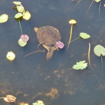 Shark Valley Tram Tours - Florida soft shell turtle - Tours Near Me - Miami, Florida Shark Valley Tram Tours - Florida soft shell turtle - Tours Near Me - Miami, Florida