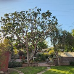GR Landscaping - Loquat tree and fence