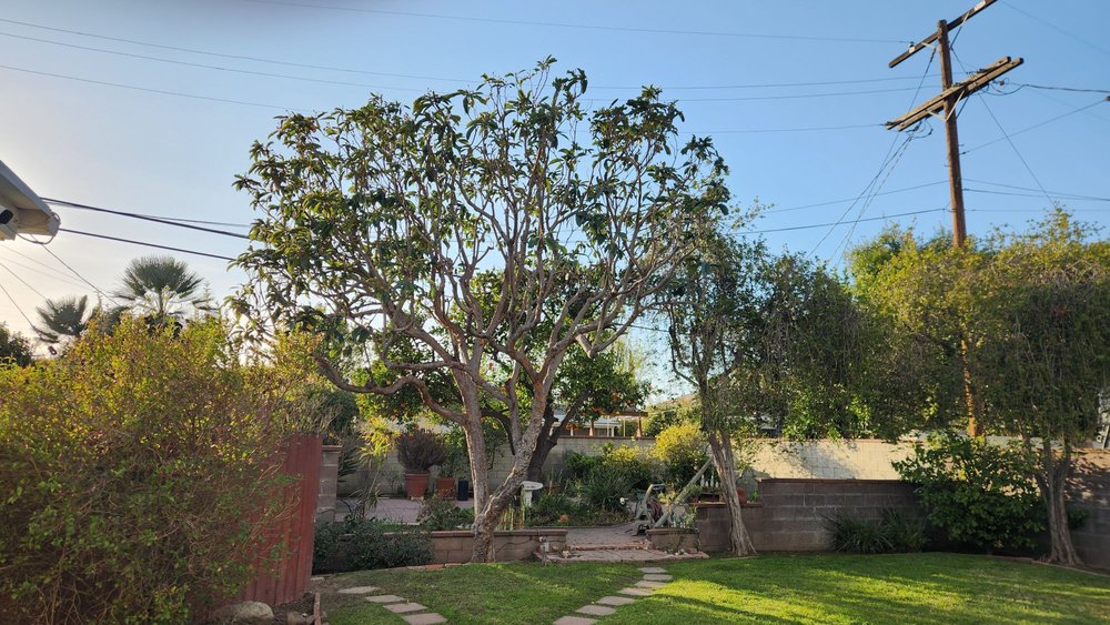 GR Landscaping - tree service in San Fernando Valley, CA