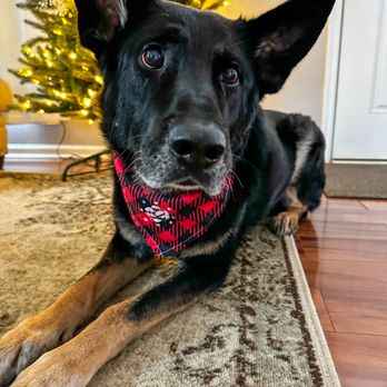 Kilo One Dog Training - K9 Reppin K1 bandana - Pet Training Near Me Kilo One Dog Training - K9 Reppin K1 bandana - Pet Training Near Me