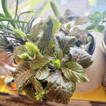 Waterwise Botanicals - Nurseries & Gardening Near Me - Bonsall, California