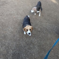 Los Altos Hills Dog Park