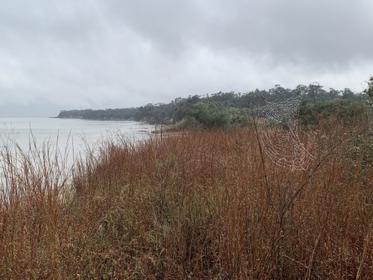 Aransas National Wildlife Refuge by null