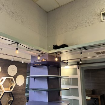 PHX Cat Cafe - Pet Adoption Near Me - Phoenix, Arizona
