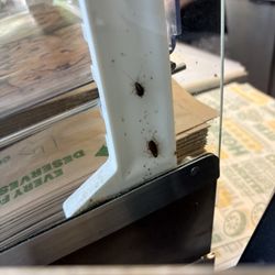 ROACHES!!