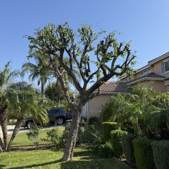 JME Tree Service - Tree Services Near Me JME Tree Service - Tree Services Near Me