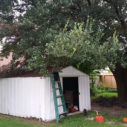 Katy Yard Pro - Before pic of my rusty shed and overgrown walnut tree