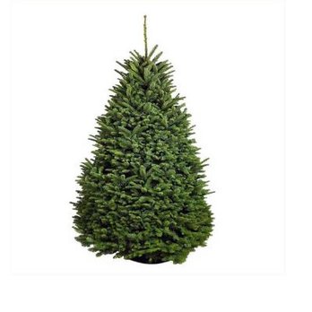 Mass Christmas Trees - Christmas Trees Near Me Mass Christmas Trees - Christmas Trees Near Me
