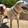 Photo of Leashed