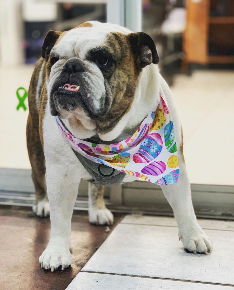 ALL CREATURES PET GROOMING 54 Photos & 59 Reviews Pet Groomers 2411 E South St, Orlando