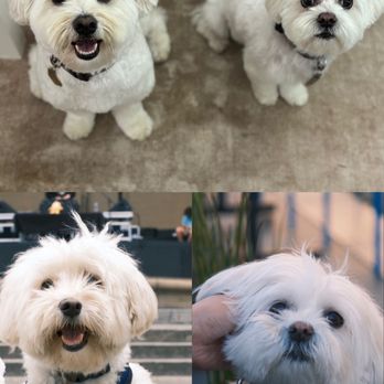 Luxe Paw Grooming - Pet Groomers Near Me - San Francisco, California Luxe Paw Grooming - Pet Groomers Near Me - San Francisco, California
