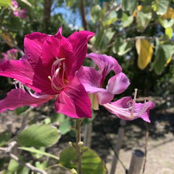 Mudbugs Cajun Kitchen - Flowers in the parking lot - Cajun/Creole Near Me - Sanibel, Florida