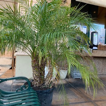 Jonty's Vietnamese Eatery - Palm tree - Vietnamese Near Me - Morgan Hill, California
