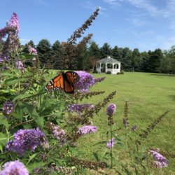 The Coffey House Bed and Breakfast - Butterfly