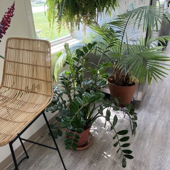 Cafe Bela Vida - The plants - Health Markets Near Me - Avon, Connecticut