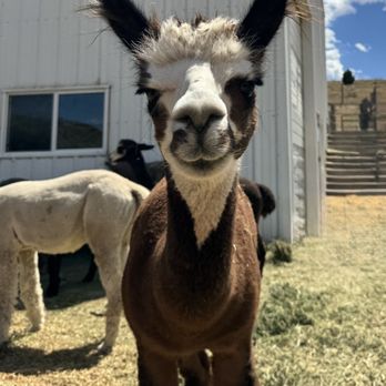 Smooth Alpaca Experience - Petting Zoos Near Me - Golden, Colorado Smooth Alpaca Experience - Petting Zoos Near Me - Golden, Colorado
