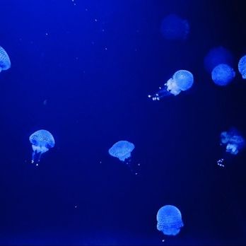 Oceanário de Lisboa - Jellyfish - Aquariums Near Me - Lisbon, 11 Oceanário de Lisboa - Jellyfish - Aquariums Near Me - Lisbon, 11