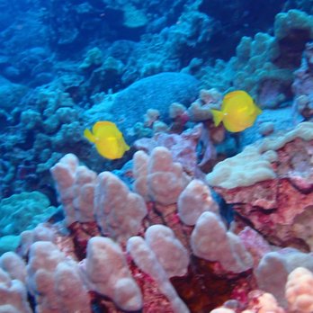 Jack's Diving Locker - Snorkeling Near Me - Kailua-Kona, Hawaii Jack's Diving Locker - Snorkeling Near Me - Kailua-Kona, Hawaii
