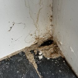 30A Vacay - Ants between the wall gaps