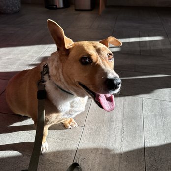 Veterinary Emergency Group - Biscuit patiently waiting her turn. - Emergency Pet Hospital Near Me - San Ramon, California