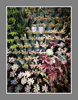 Tucson Botanical Gardens by null