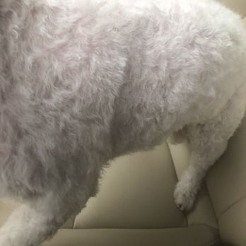 Grooming At The Ranch - Pet Groomers Near Me - Scottsdale, Arizona