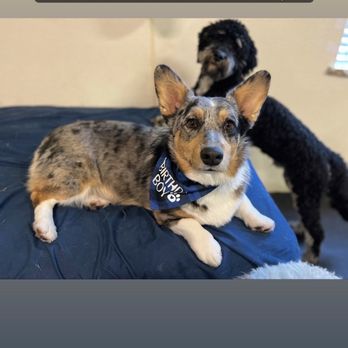 Happy Dogz - Pet Sitting Near Me