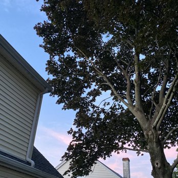 Northern Boston Tree Service - Tree no longer hangs over our house and see can see the sky - Tree Services Near Me Northern Boston Tree Service - Tree no longer hangs over our house and see can see the sky - Tree Services Near Me