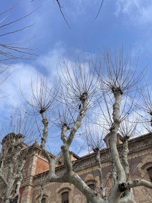 Ciutadella Park by null