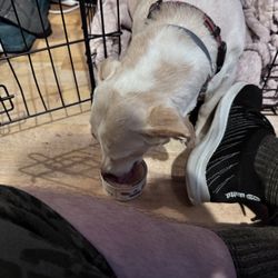 Emergency Veterinary Clinic of Southwest Missouri - My baby finally back home after several days in and out of the vets. Emergency clinic saved her life.