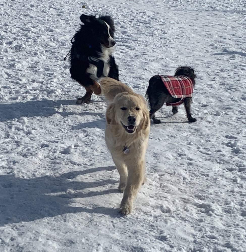 STATLERMALOOF DOG PARK Updated June 2024 17 Photos 8 Mile